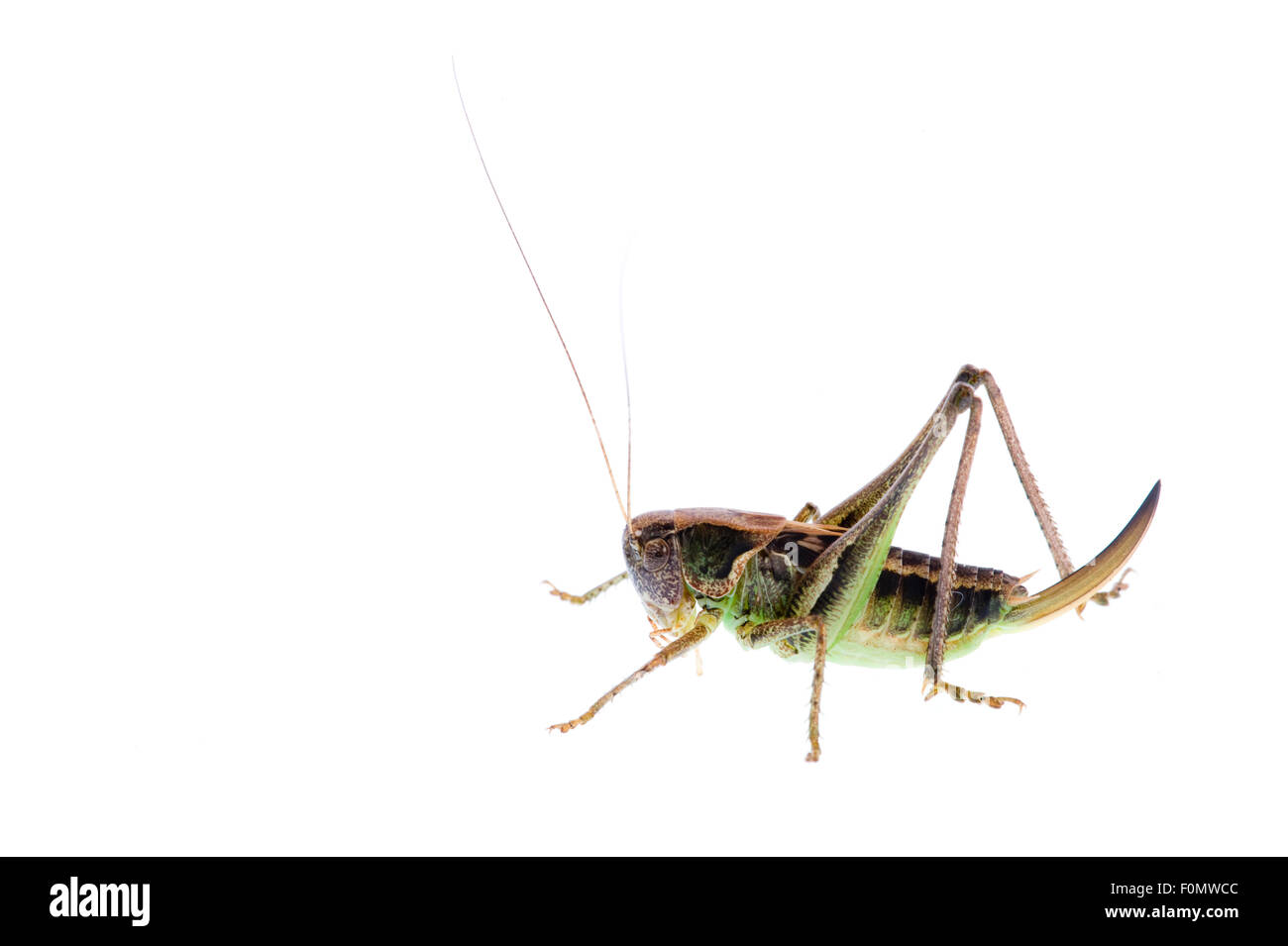 Verrues femelle mordeur (probablement, Decticus verrucivorus) Fliess, Naturpark Kaunergrat, Tyrol, Autriche, Juillet 2008 Banque D'Images