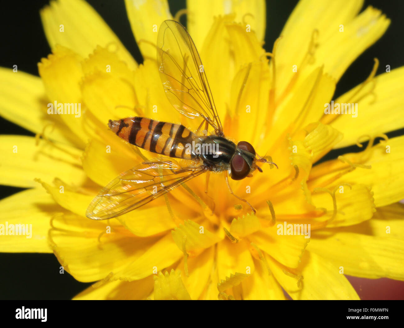 Hover fly close up macro sur une tête de pissenlit Banque D'Images