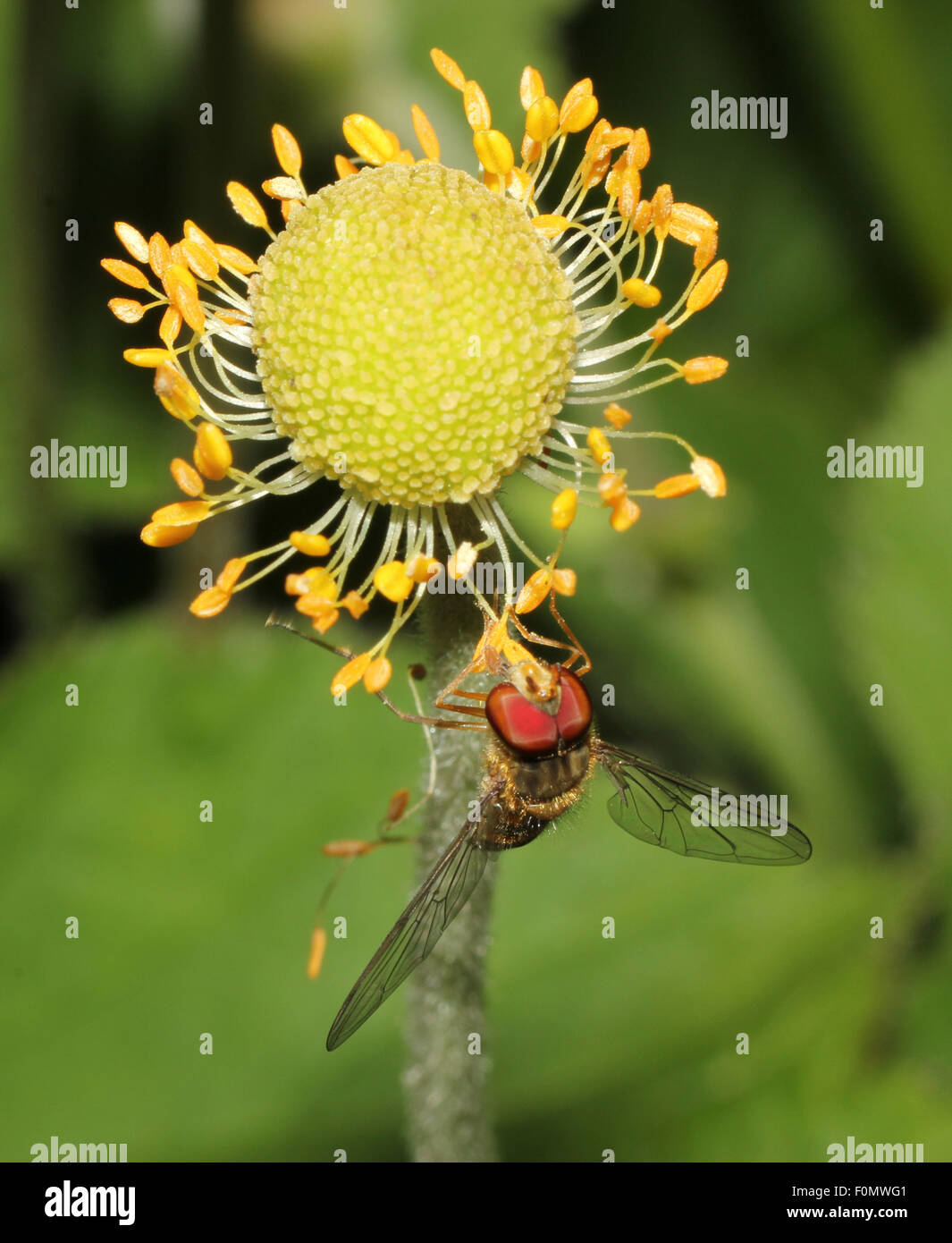 Hover fly accrochée à une fleur Banque D'Images