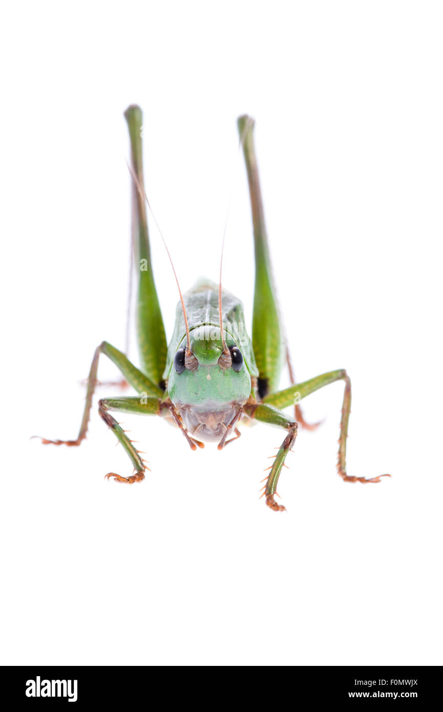 La verrue mordeur (Decticus verrucivorus) Fliess, Naturpark Kaunergrat, Tyrol, Autriche, Juillet 2008 Banque D'Images