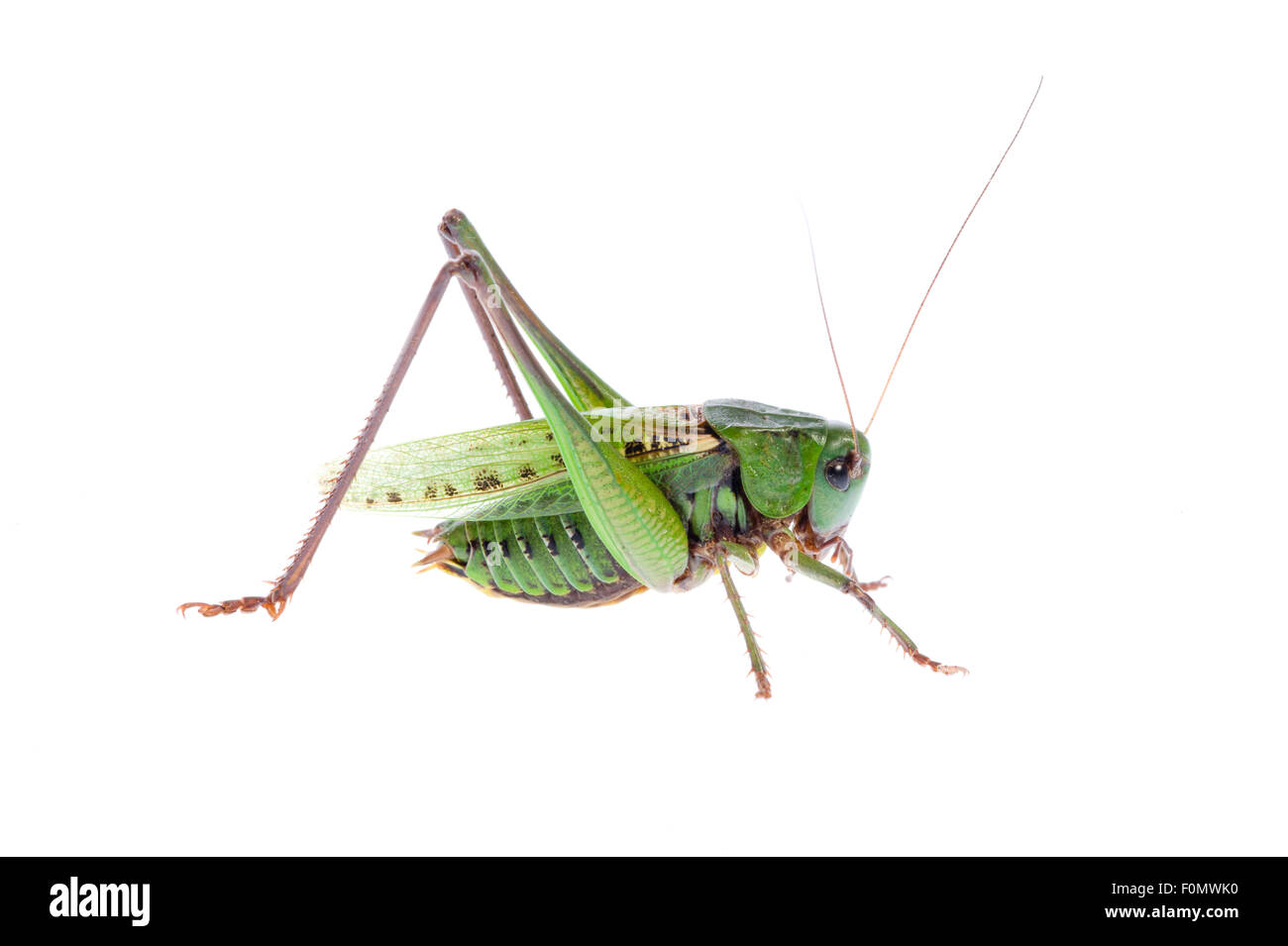 La verrue mordeur (Decticus verrucivorus) Fliess, Naturpark Kaunergrat, Tyrol, Autriche, Juillet 2008 Banque D'Images