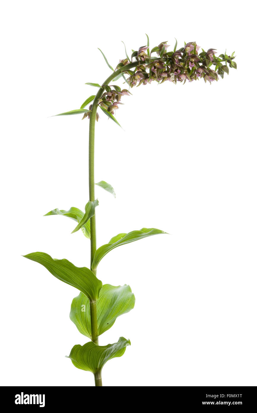 Cephalanthère à larges feuilles (Epipactis helleborine) en fleur, Fliess, Naturpark Kaunergrat, Tyrol, Autriche, Juillet 2008 Banque D'Images
