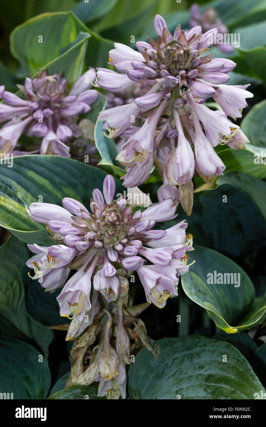 Stumpy lilas fleurs de lys l'hémérocalle Hosta 'June' Banque D'Images