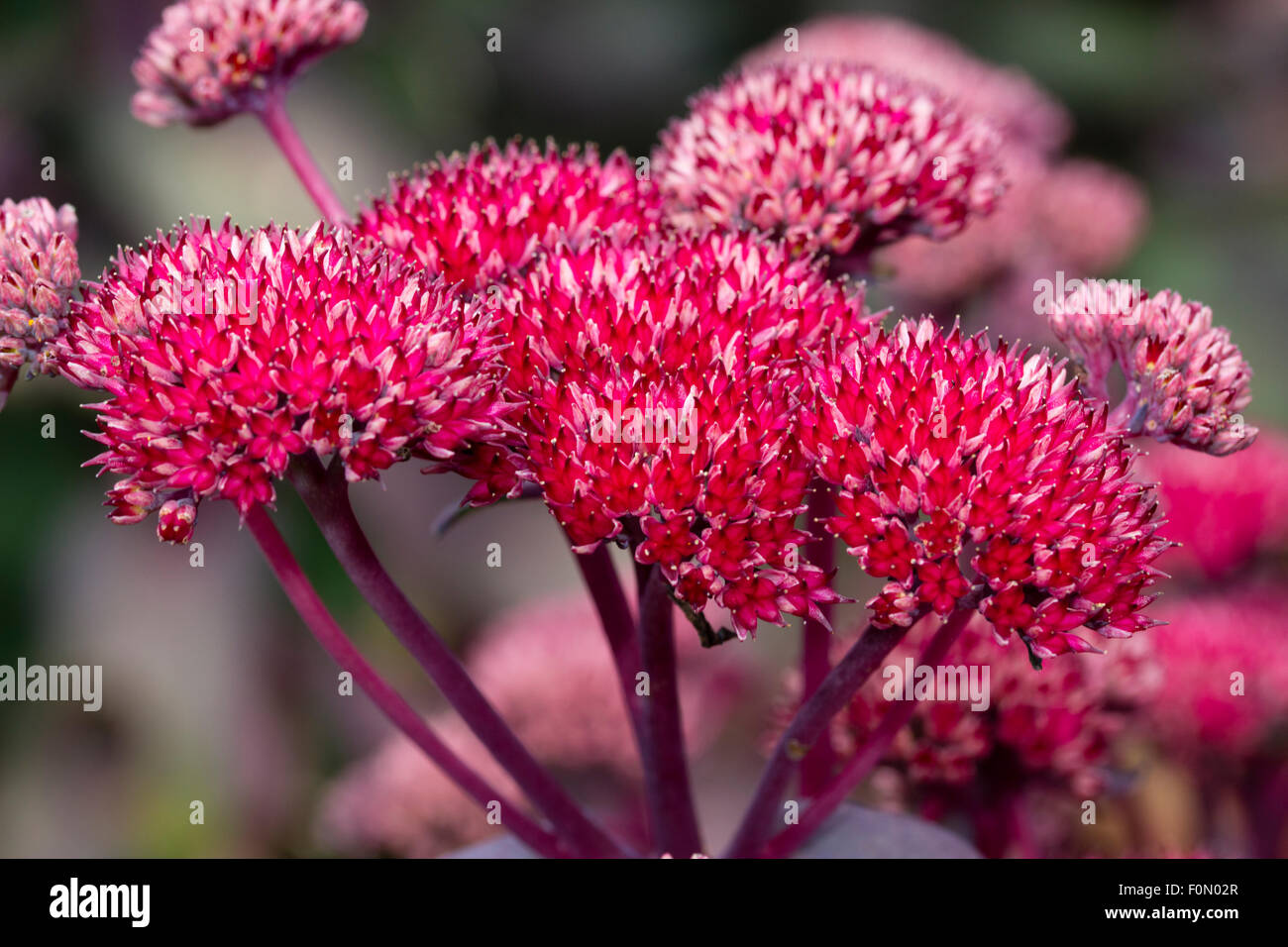 Fleurs rouge tenue en tête des amas globulaires ice plant compact, Sedum 'Red Setter' Banque D'Images