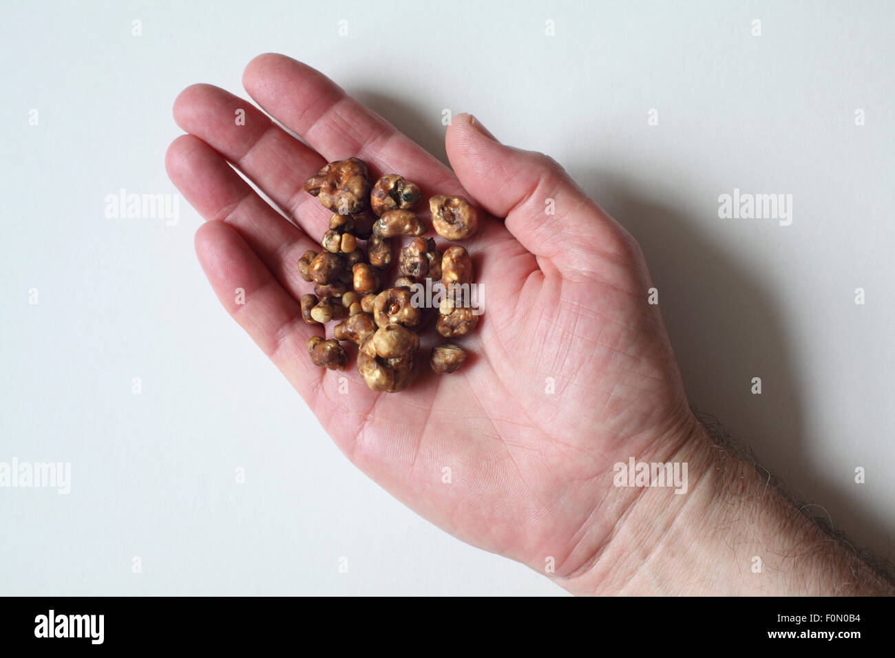 Des échantillons de truffes magique : les sclérotes de champignons magiques qui sont légèrement psychédélique. Banque D'Images