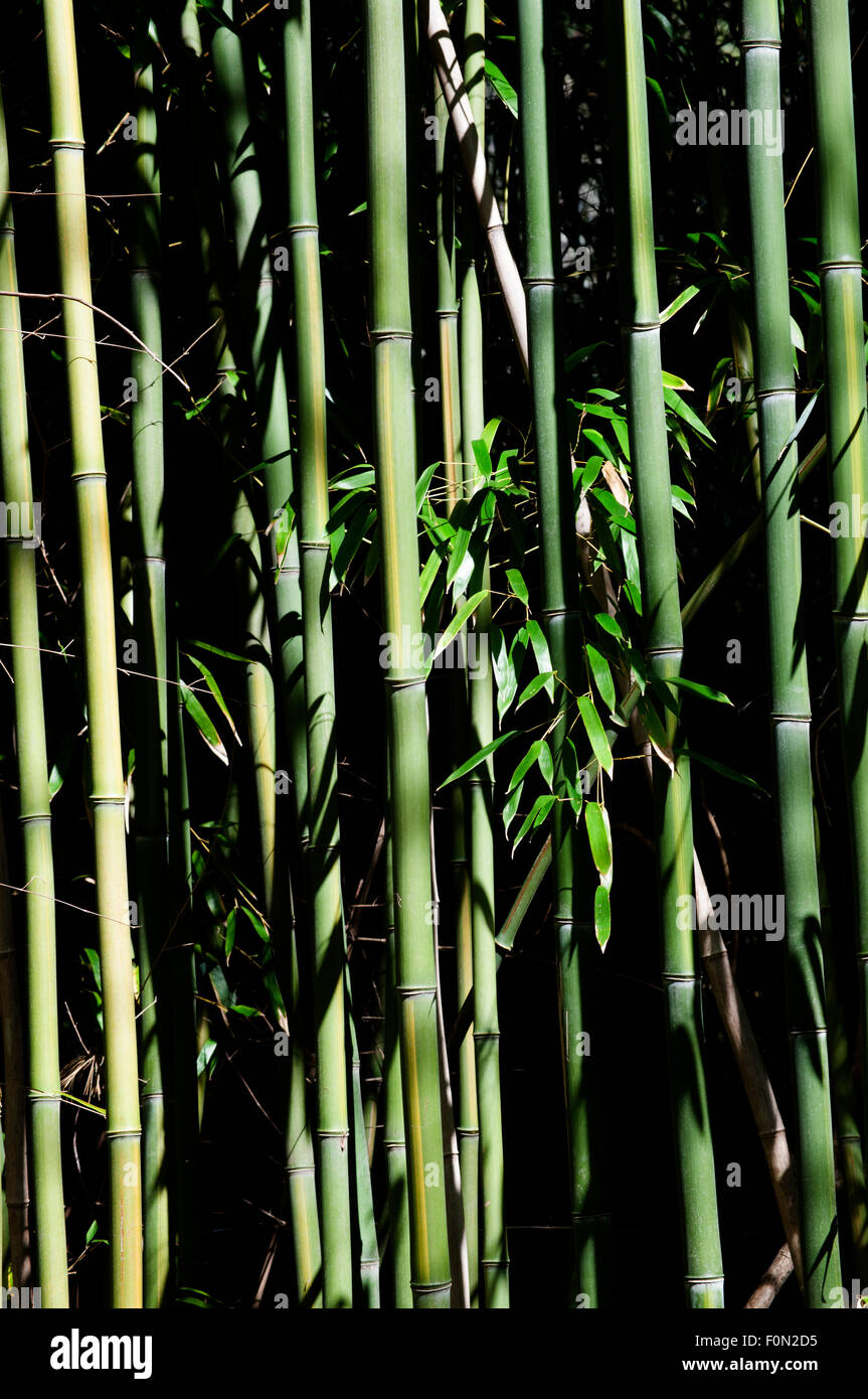 Tiges de bambou Banque D'Images