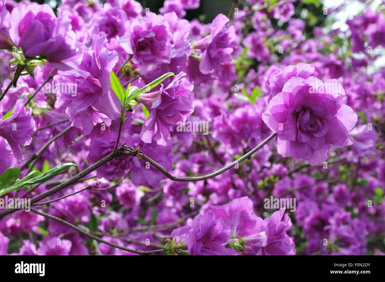 Azalea fleurs violet Banque D'Images