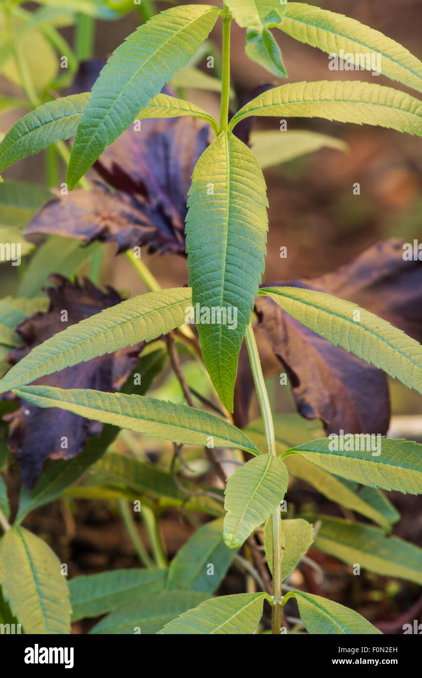 Verveine odorante (Aloysia triphylla) dans un jardin de fines herbes Banque D'Images