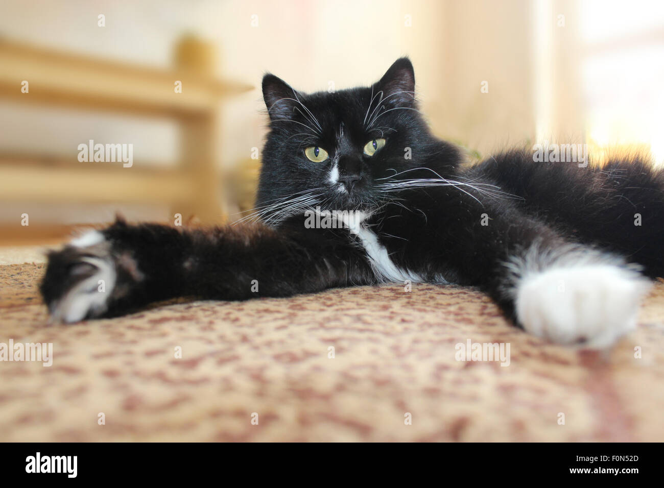 Chat noir avec bords blancs de paws gisant sur le sol Banque D'Images