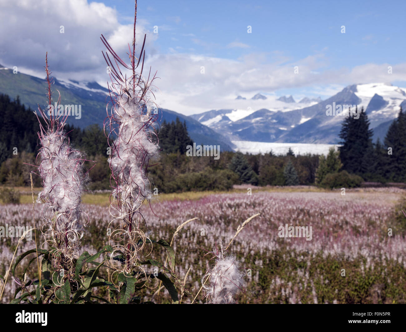 Fireweed Mendenhall Glacier, Alaska Juneau Banque D'Images