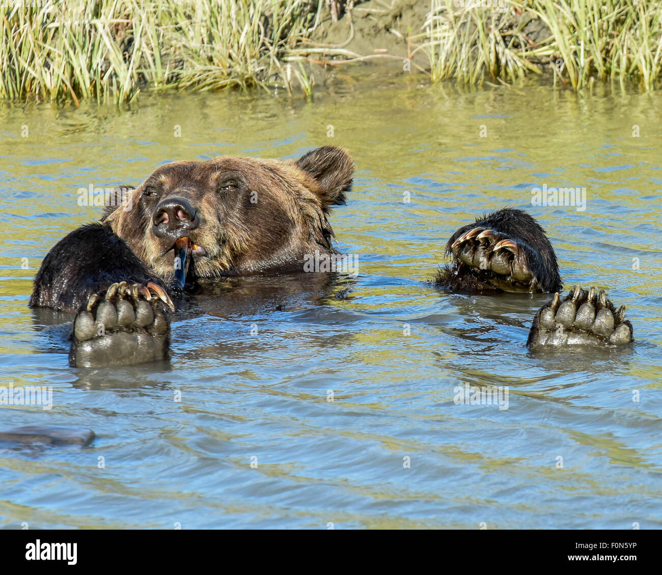 Un ours brun très mignon / grizzli mâchonne un os avec 4 pattes - flottant dans un ruisseau près d'Anchorage, Alaska Banque D'Images