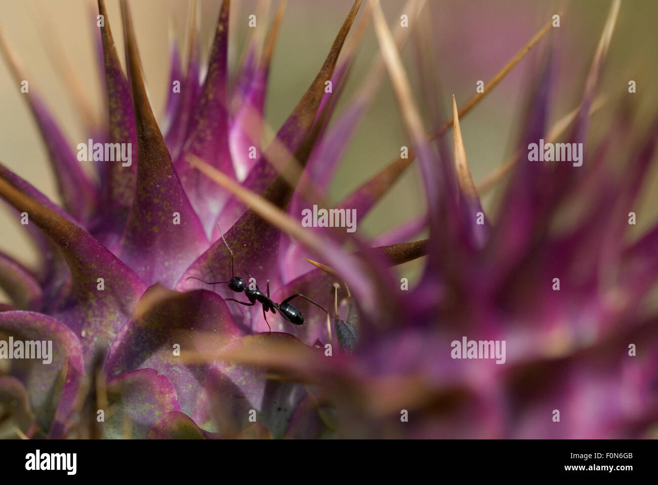 Ant sur chardon sauvage (Cynara humilis) Alentejo, Parc Naturel du Sud Ouest Alentejano et Costa Vicentina, Portugal, Juin 2009 Banque D'Images