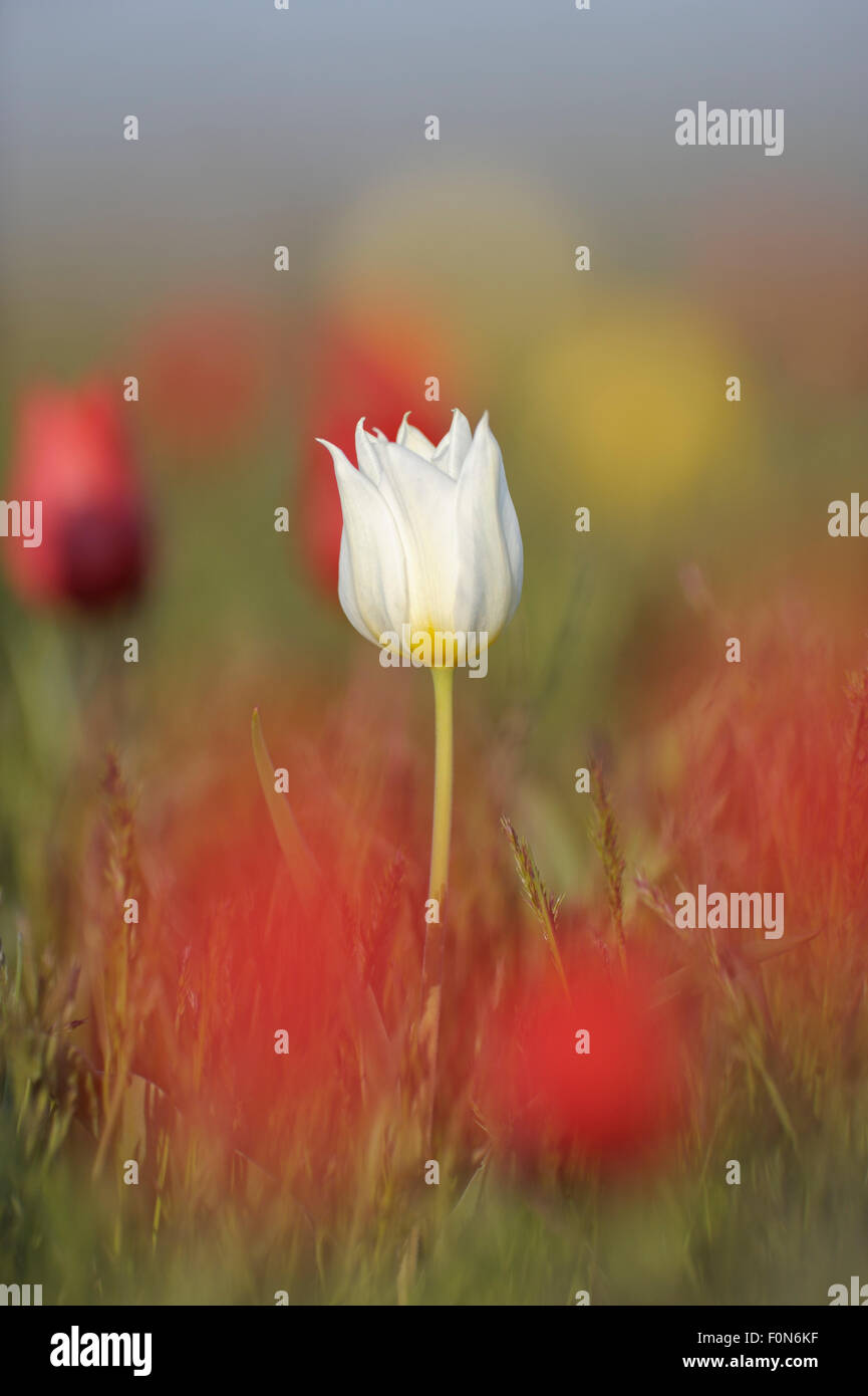 White tulip russia Banque de photographies et d'images à haute résolution -  Alamy