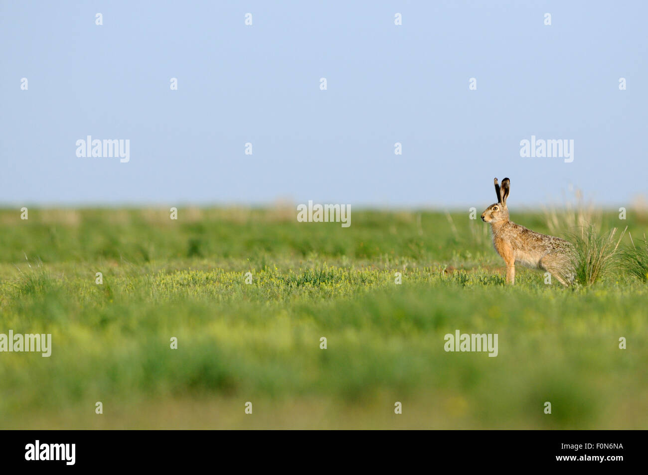 European brown hare (Lepus europaeus) Cherniye zemli (terre noire), Réserve naturelle de Kalmoukie, en Russie, en mai 2009 Banque D'Images