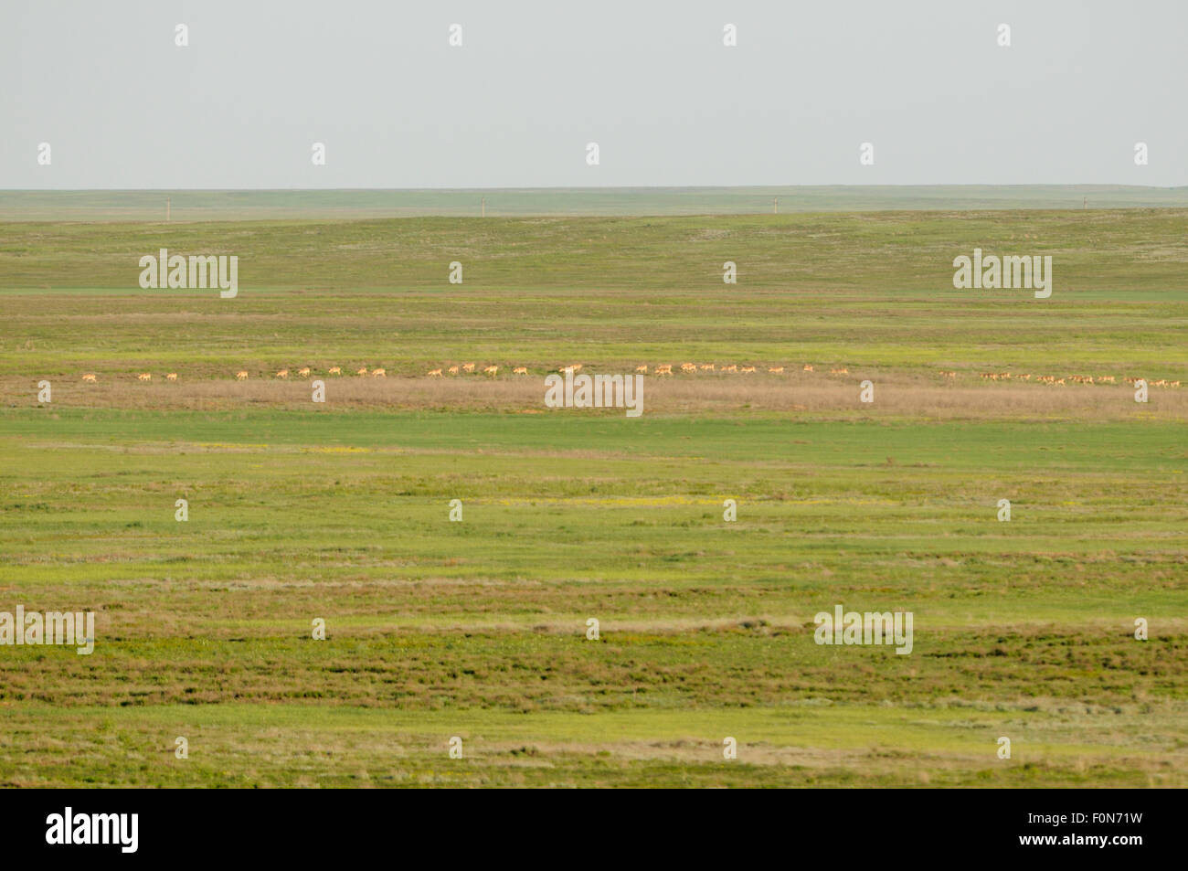 Saïga (Saiga tatarica) troupeau dans la distance, près de Cherniye zemli (terre noire), Réserve naturelle de Kalmoukie, en Russie, en mai 2009 Banque D'Images