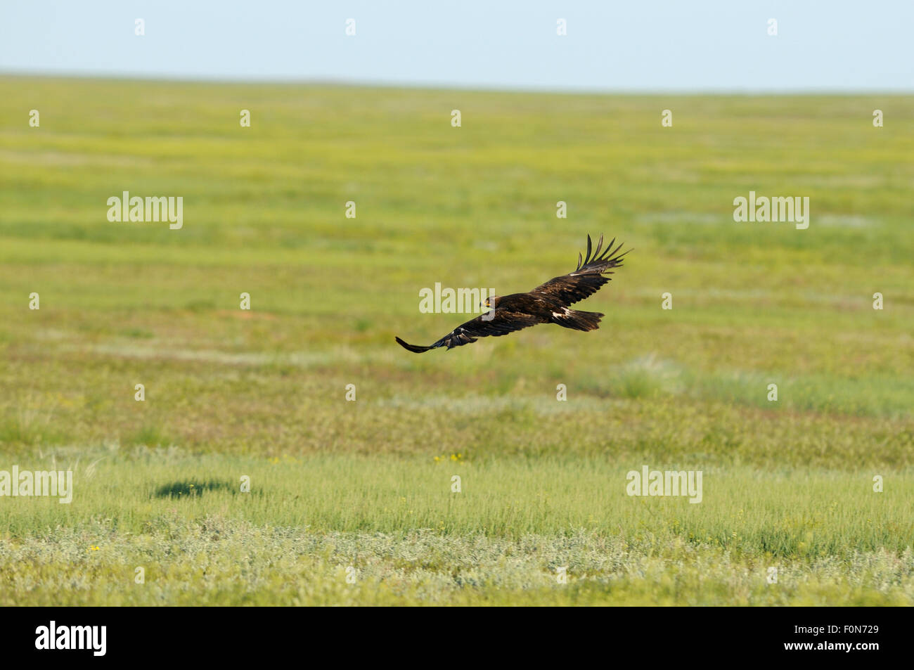 L'aigle des steppes (Aquila nipalensis) en vol, Cherniye zemli (terre noire), Réserve naturelle de Kalmoukie, en Russie, en mai 2009 Banque D'Images