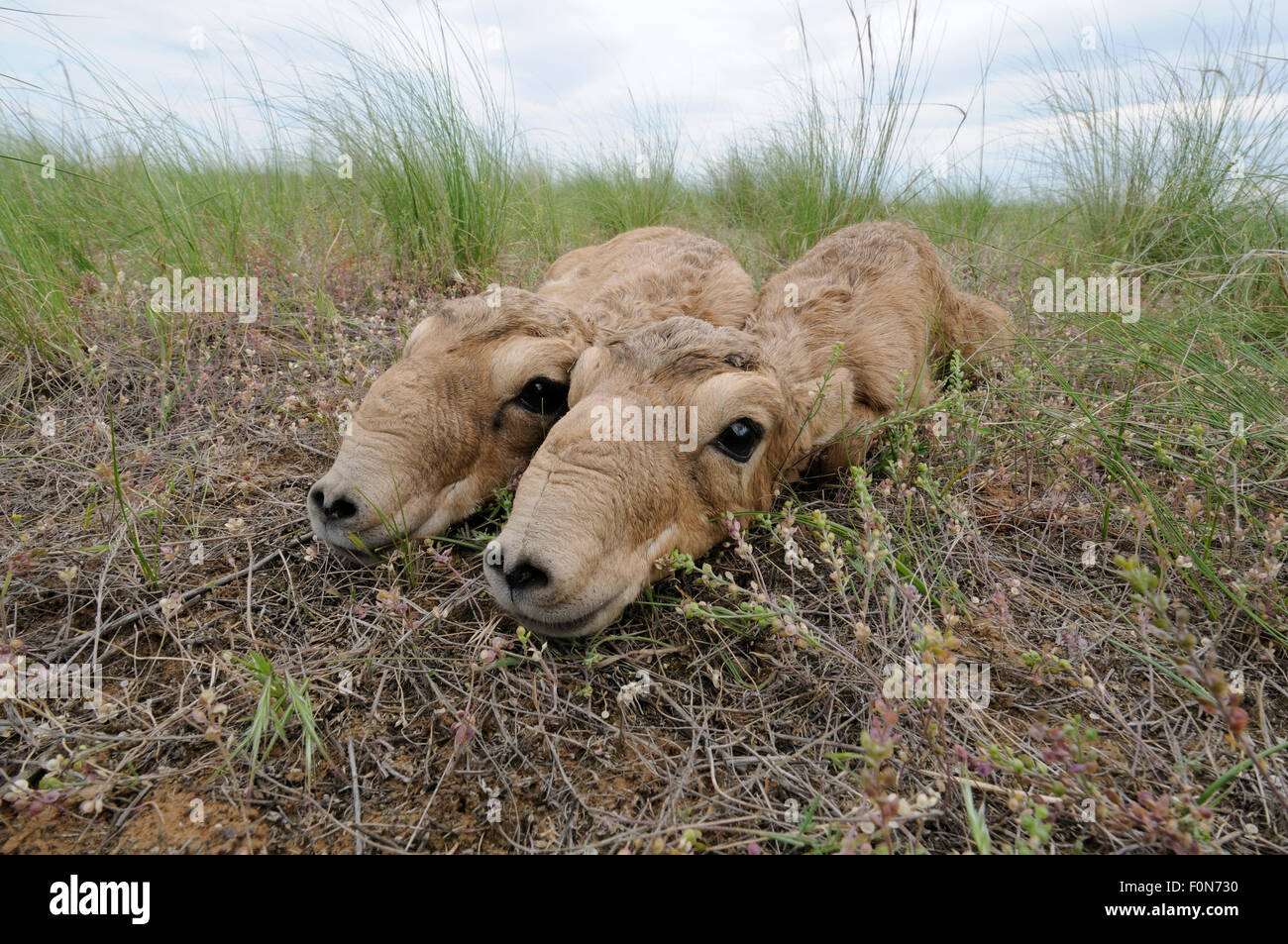 Deux nouveau-né saïga (Saiga tatarica) veaux étendue sur le sol, Cherniye zemli (terre noire), Réserve naturelle de Kalmoukie, en Russie, en mai 2009 Banque D'Images