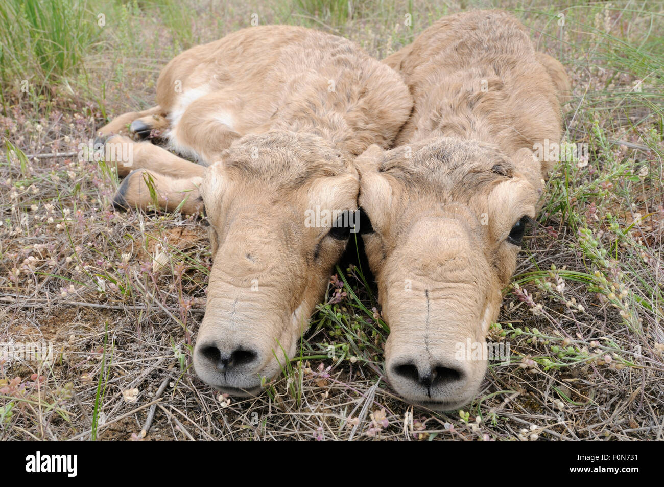 Deux nouveau-né les antilopes Saïga (Saiga tatarica) veaux étendue sur le sol, Cherniye zemli (terre noire), Réserve naturelle de Kalmoukie, en Russie, en mai 2009 Banque D'Images