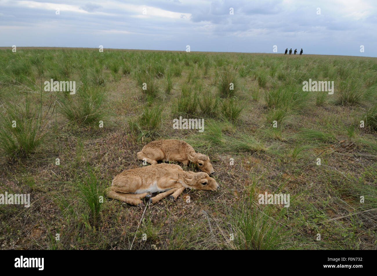 Deux nouveau-né saïga (Saiga tatarica) veaux couchés sur le sol, avec le personnel d'Cherniye zemli (terre noire) Réserve naturelle dans l'arrière-plan de Kalmoukie, en Russie, en mai 2009 Banque D'Images