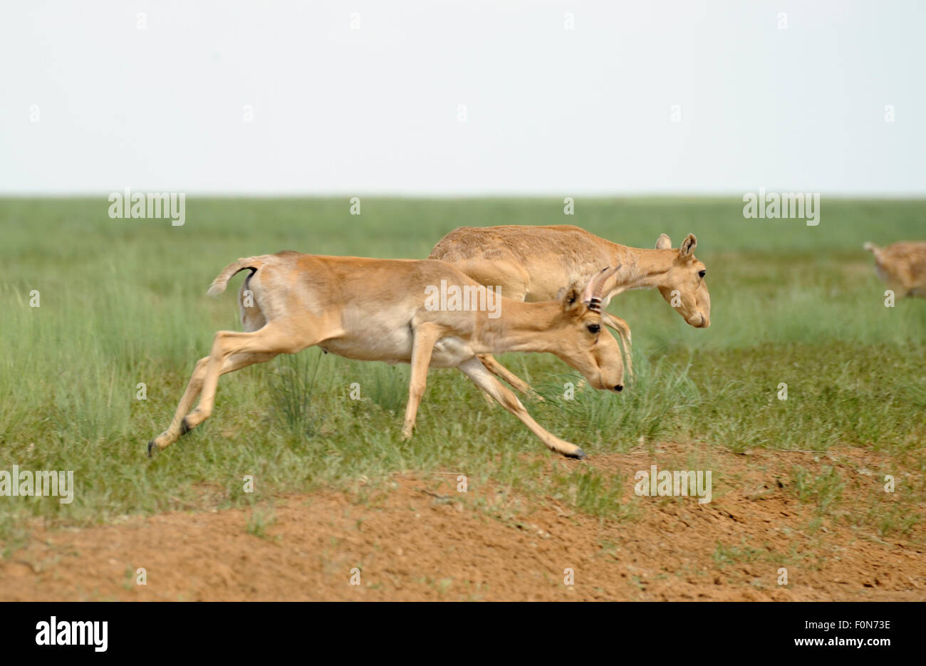 Les antilopes saïga (Saiga tatarica) mâle et femelle, d'exécution, Cherniye zemli (terre noire), Réserve naturelle de Kalmoukie, en Russie, en mai 2009 Banque D'Images