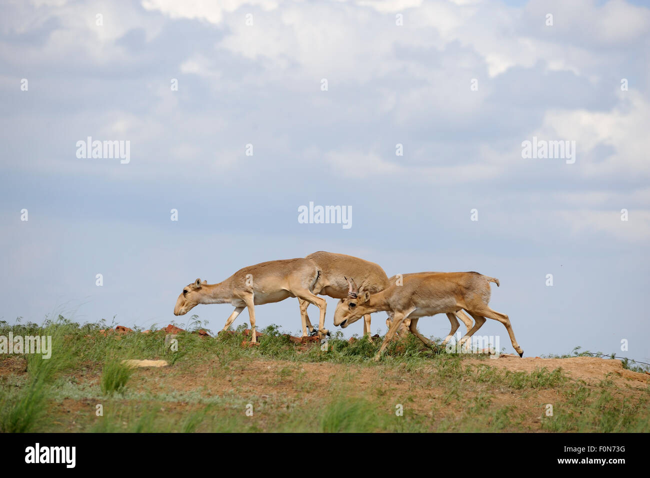 Les antilopes saïga (Saiga tatarica) Cherniye zemli (terre noire), Réserve naturelle de Kalmoukie, en Russie, en mai 2009 Banque D'Images