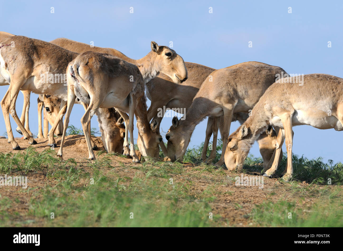 Les antilopes saïga (Saiga tatarica) lécher le sel de la terre près de Cherniye zemli (terre noire), Réserve naturelle de Kalmoukie, en Russie, en mai 2009 Banque D'Images