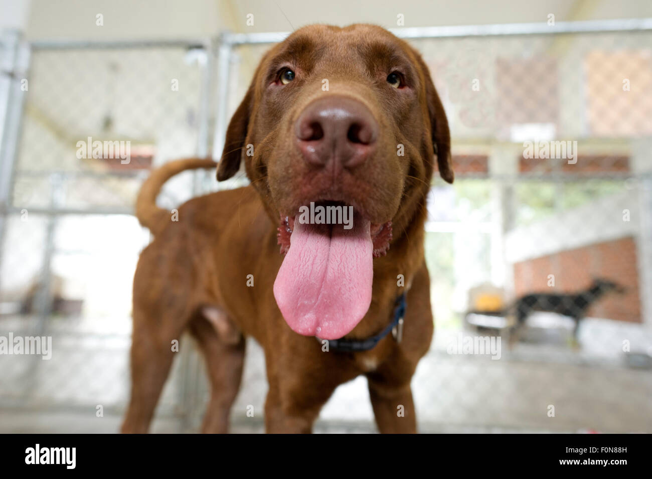 Langue de chien est un gros plan big brown dog curieusement à la recherche avec sa grosse langue ouvre la voie sortir de sa bouche. Banque D'Images