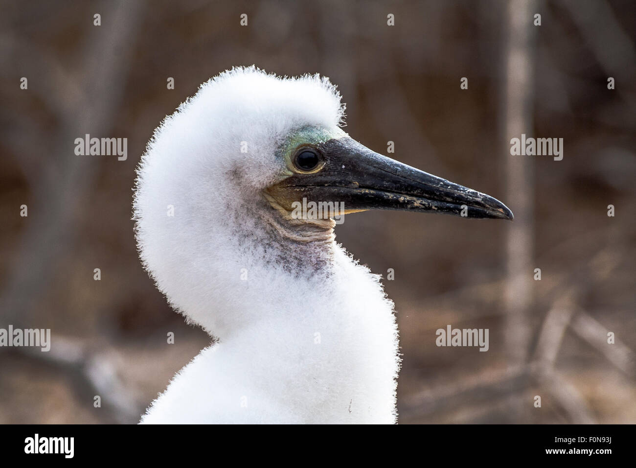 Bleu juvénile Pieds rouges Banque D'Images
