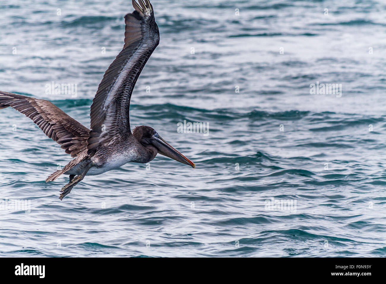 Pelican planeur au-dessus de l'eau Banque D'Images