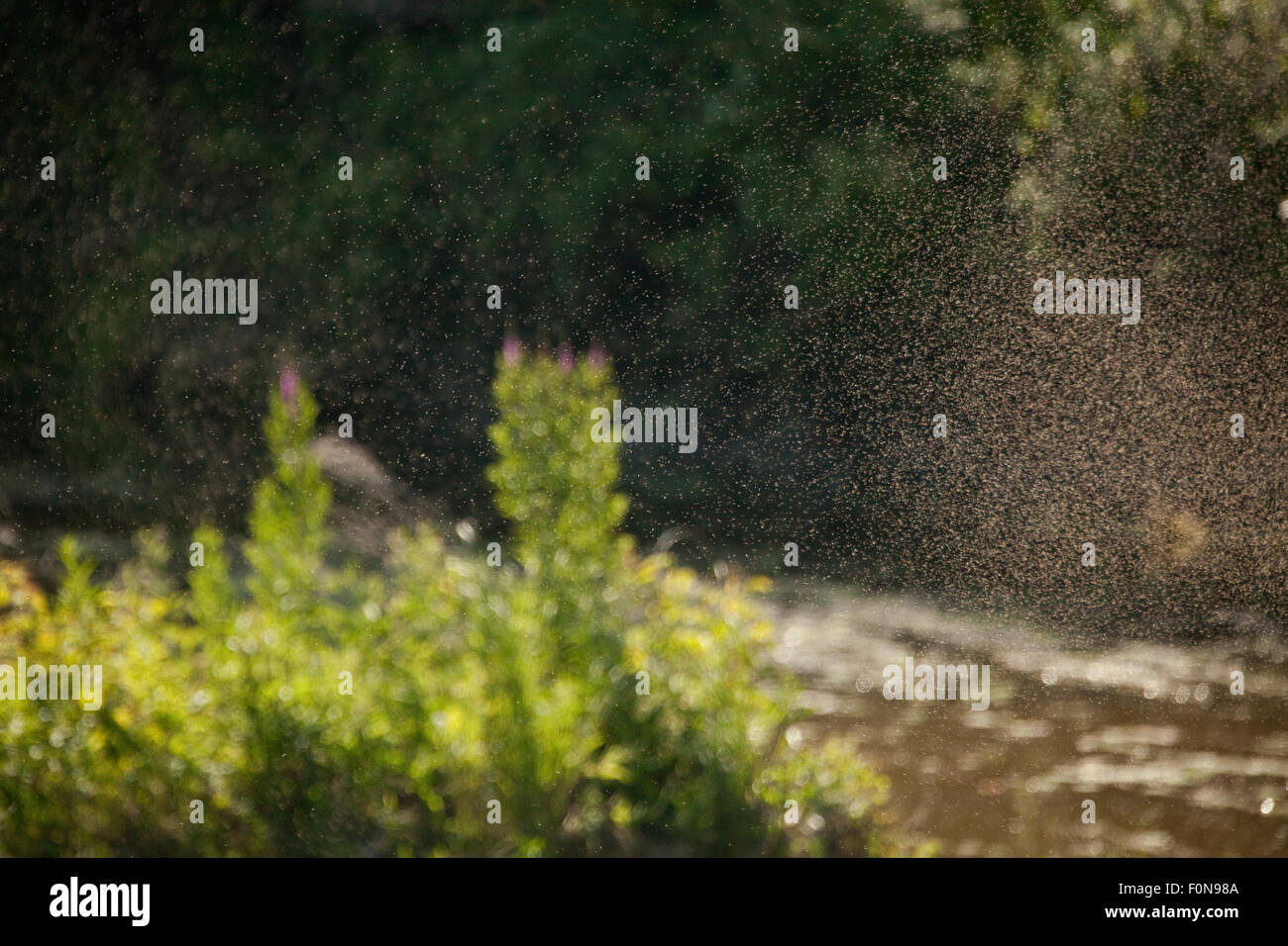 Essaim de moustiques dans la forêt humide, Gornje Podunavlje Réserve naturelle spéciale, Serbie, Juin 2009 Banque D'Images