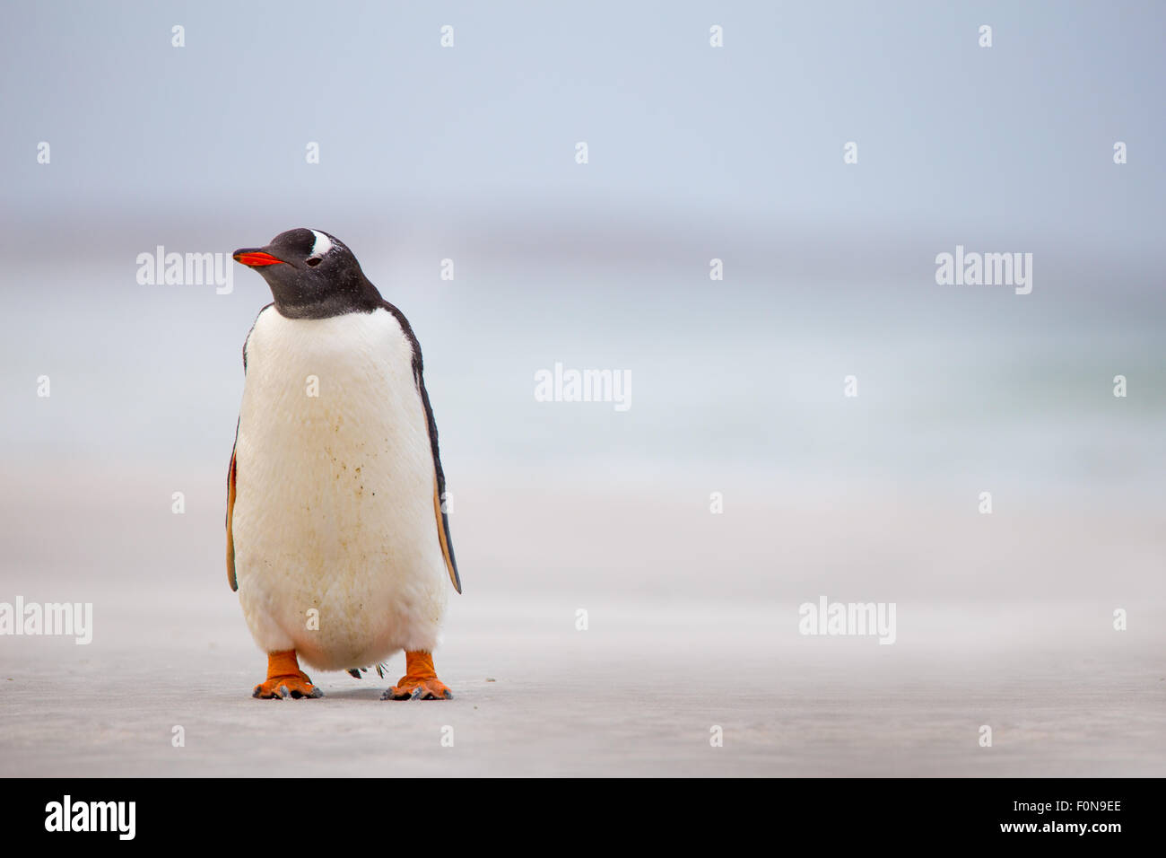 Seul Gentoo pingouin (Pygoscelis papua) debout sur la plage. Banque D'Images