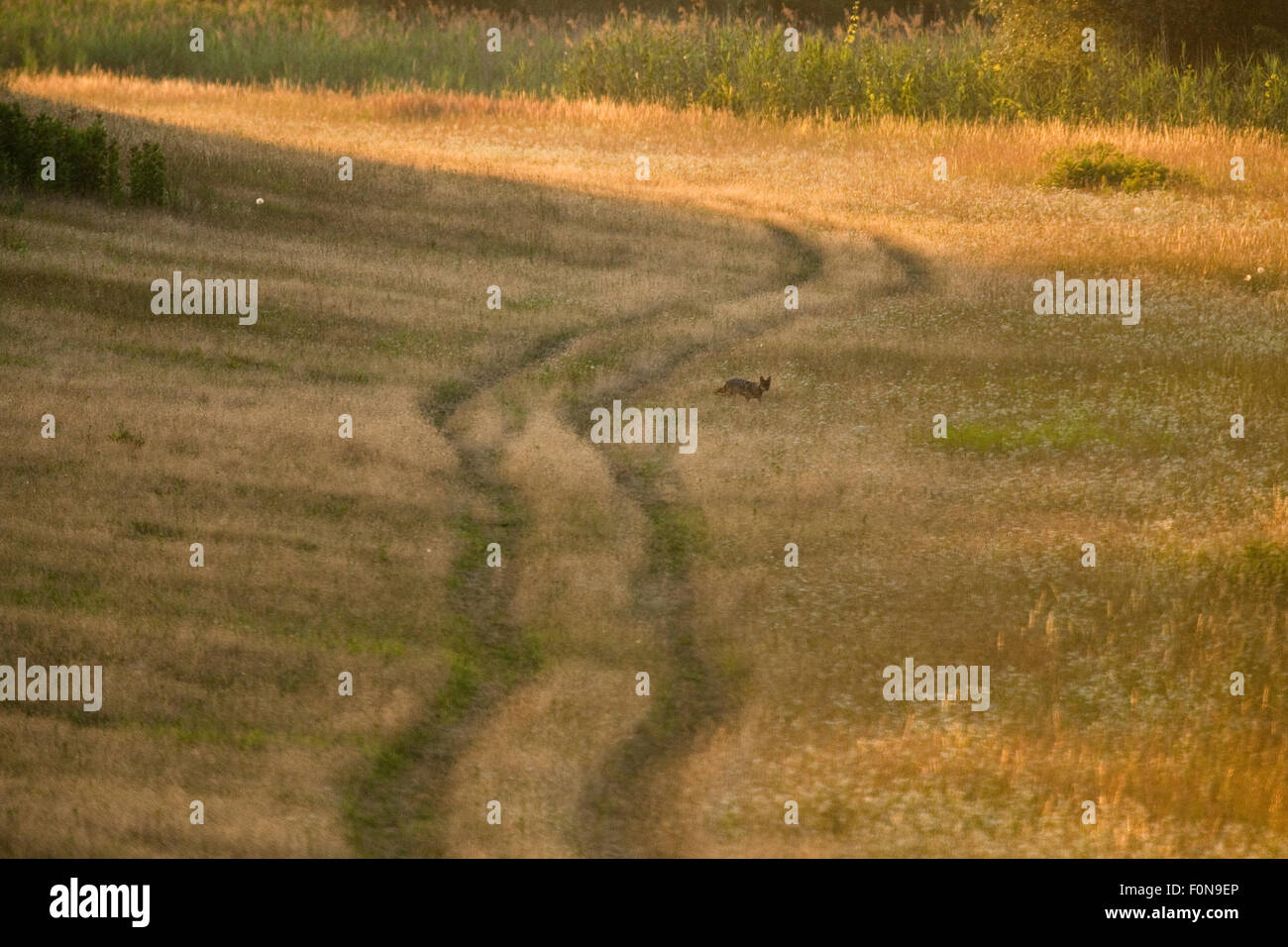 Le chacal doré (Canis aureus) dans la zone de chasse, Gornje Podunavlje Réserve naturelle spéciale, Serbie, Juin 2009 Banque D'Images