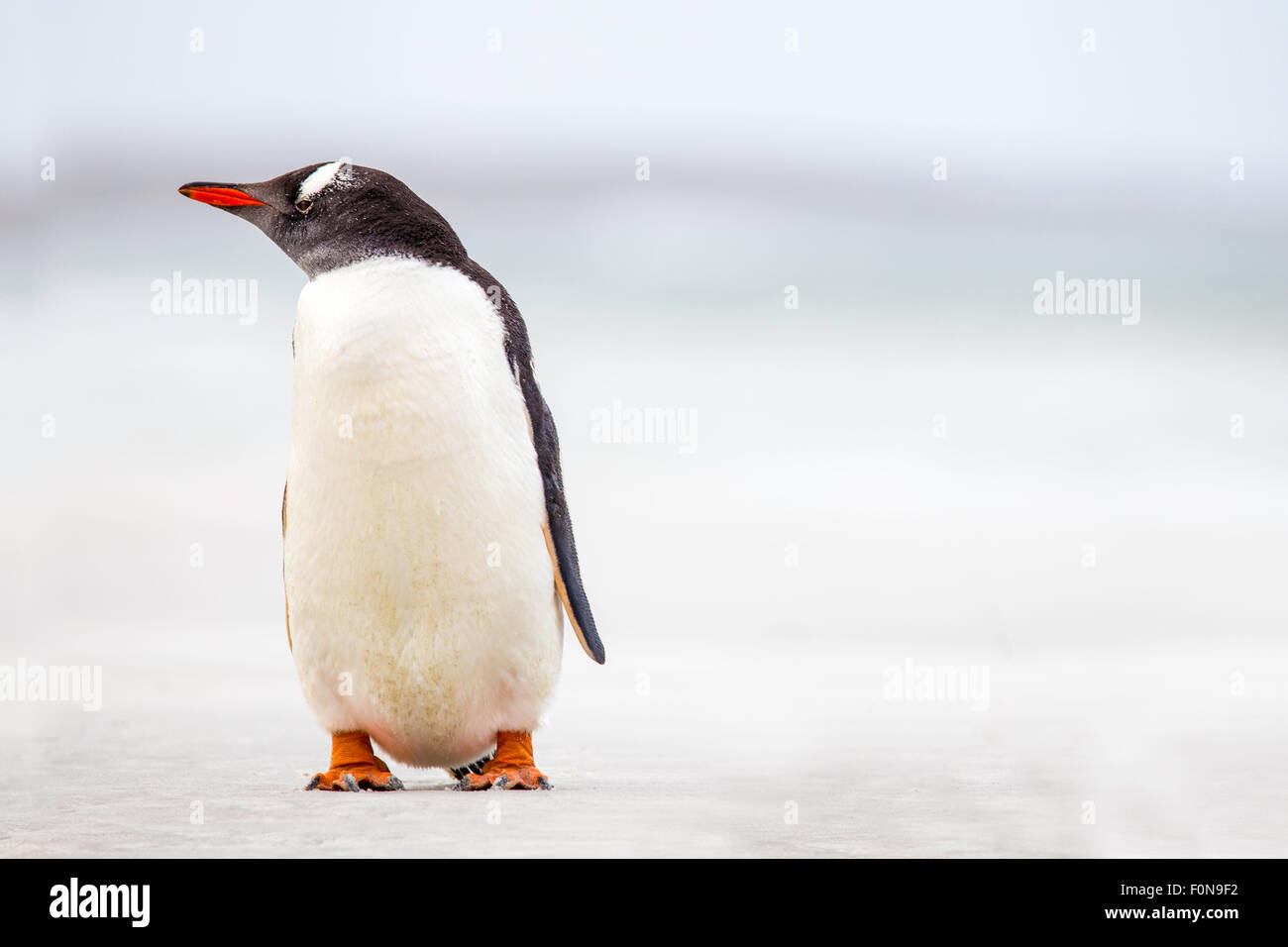 Gentoo pingouin (Pygoscelis papua) debout sur la plage. Banque D'Images