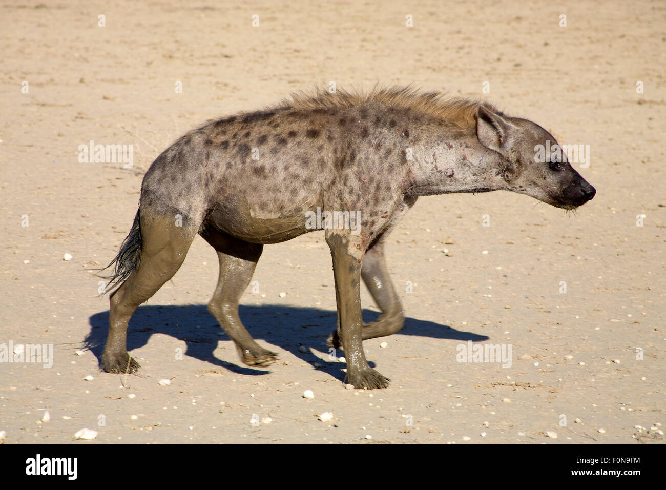 Hyènes marcher avec la boue. Banque D'Images