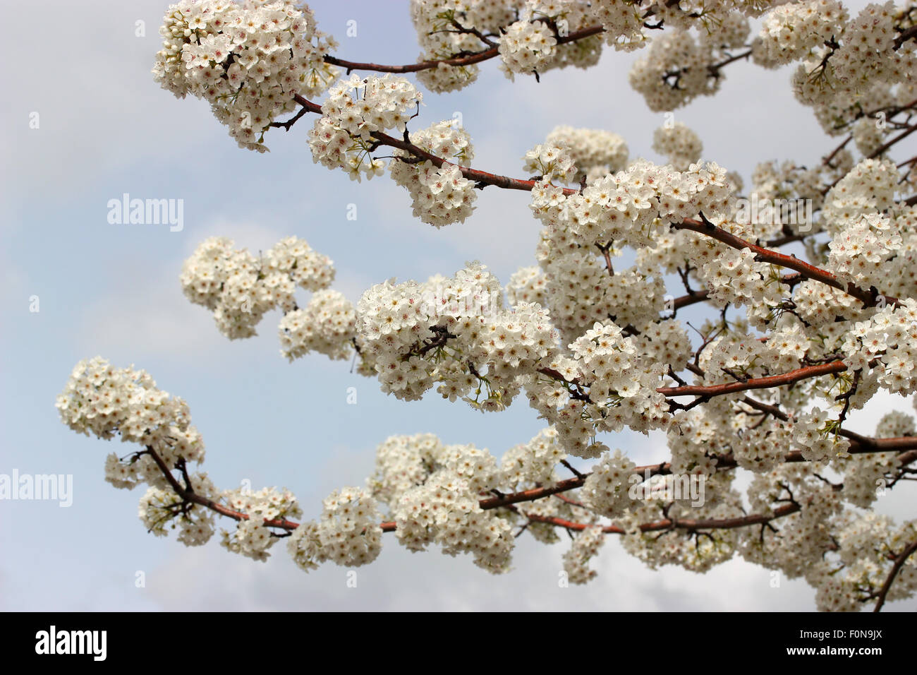 Bel arbre en fleurs au printemps Banque D'Images