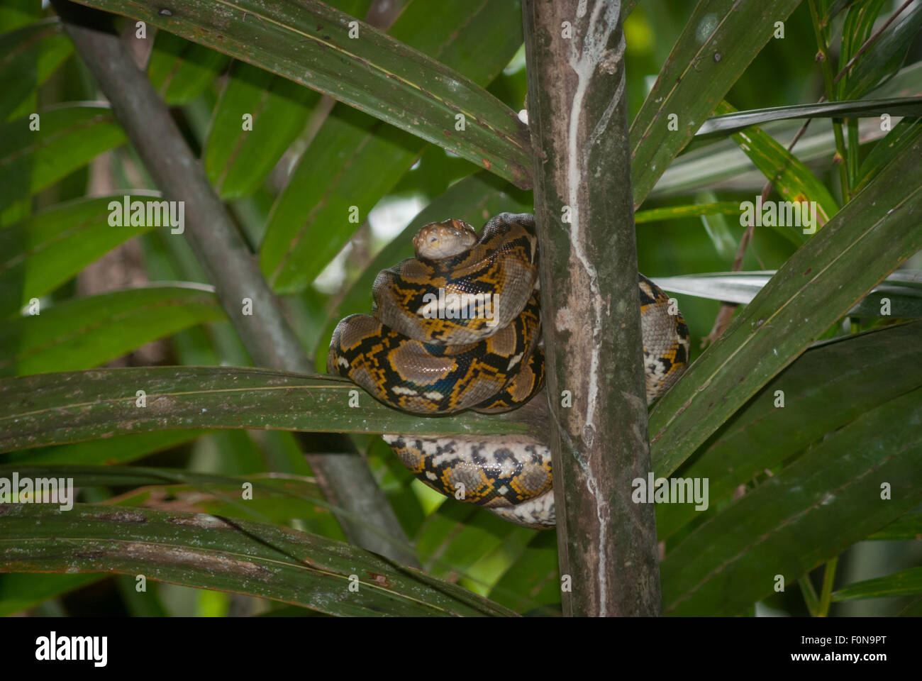 Python, probablement python birman (Python bivittatus), reposant sur un palmier nipa sur le côté de la rivière Cigenter, parc national d'Ujung Kulon, Indonésie. Banque D'Images