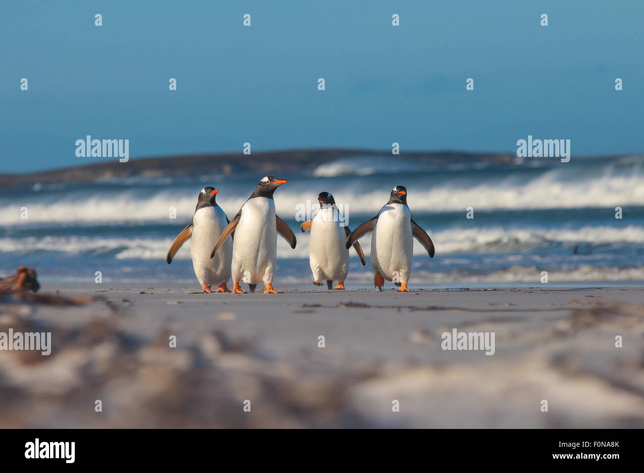 Sitemapcdatahttpsmodeinf Inetcomimage Manchots Plage