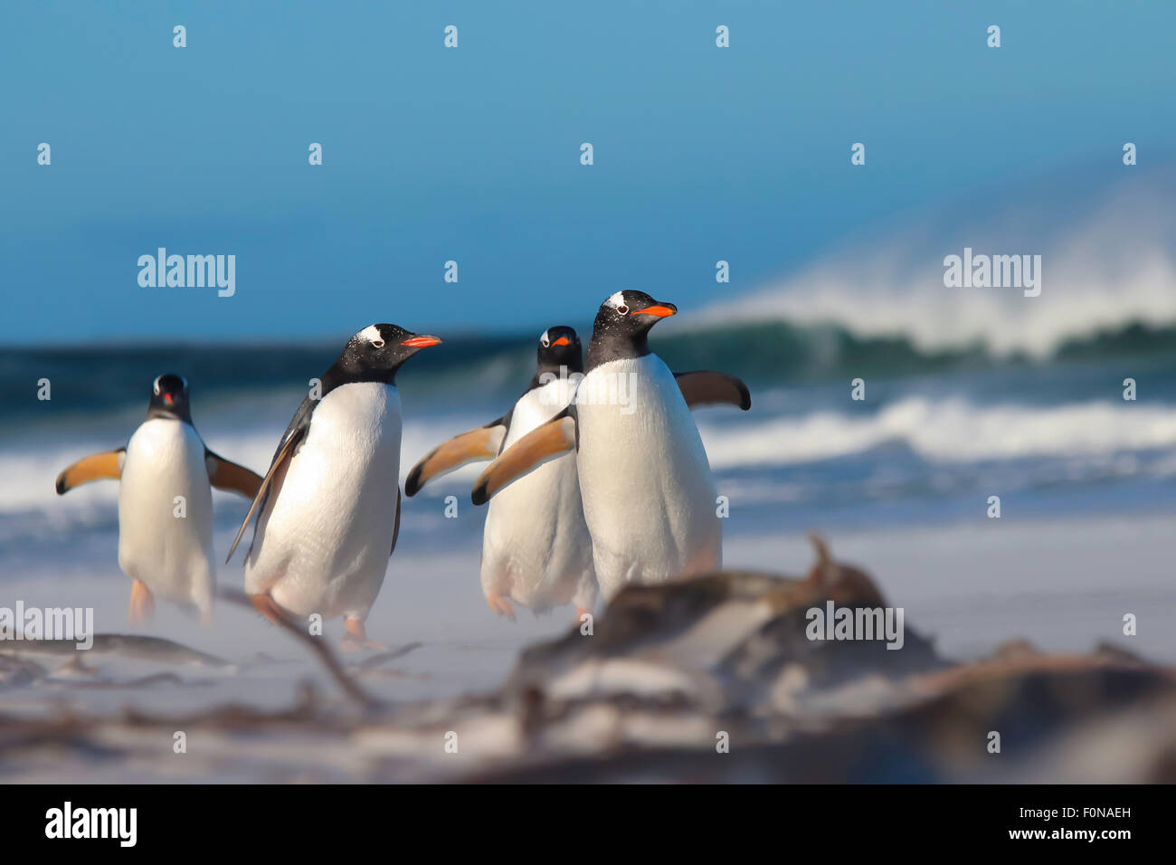 Manchots marche sur la plage. Banque D'Images