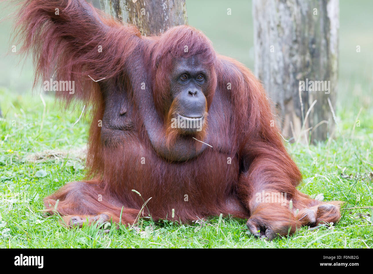 Orang-outan reposant dans son habitat naturel Banque D'Images
