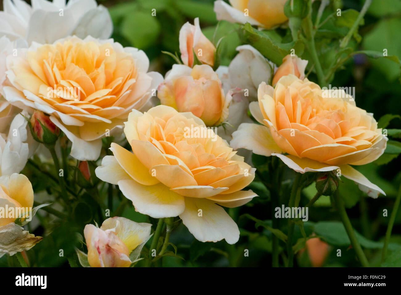 La grâce, l'orange, Blueten, Bluete, Englische, Rose, Banque D'Images