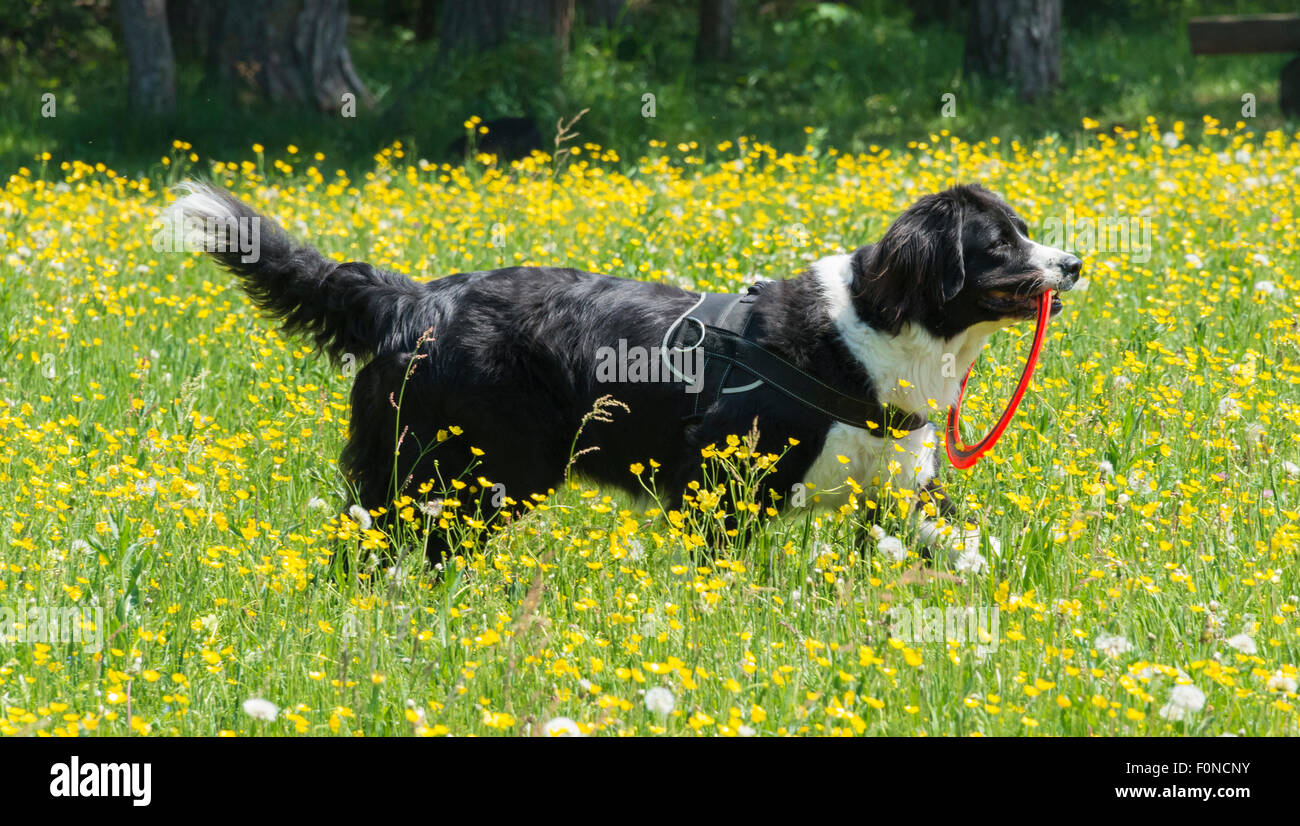 Border Collie dans une fleur jaune prairie, avec un frisbee, Perlacher Forst, Munich, Bavière, Allemagne Banque D'Images