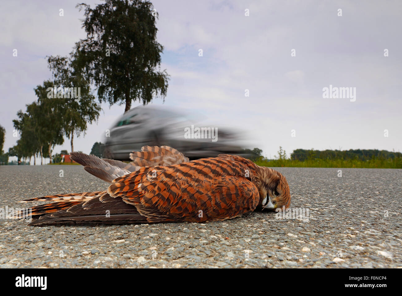 Dead faucon crécerelle (Falco tinnunculus) sur la route, roadkill, au milieu de la Réserve de biosphère de l'Elbe, Saxe-Anhalt, Allemagne Banque D'Images