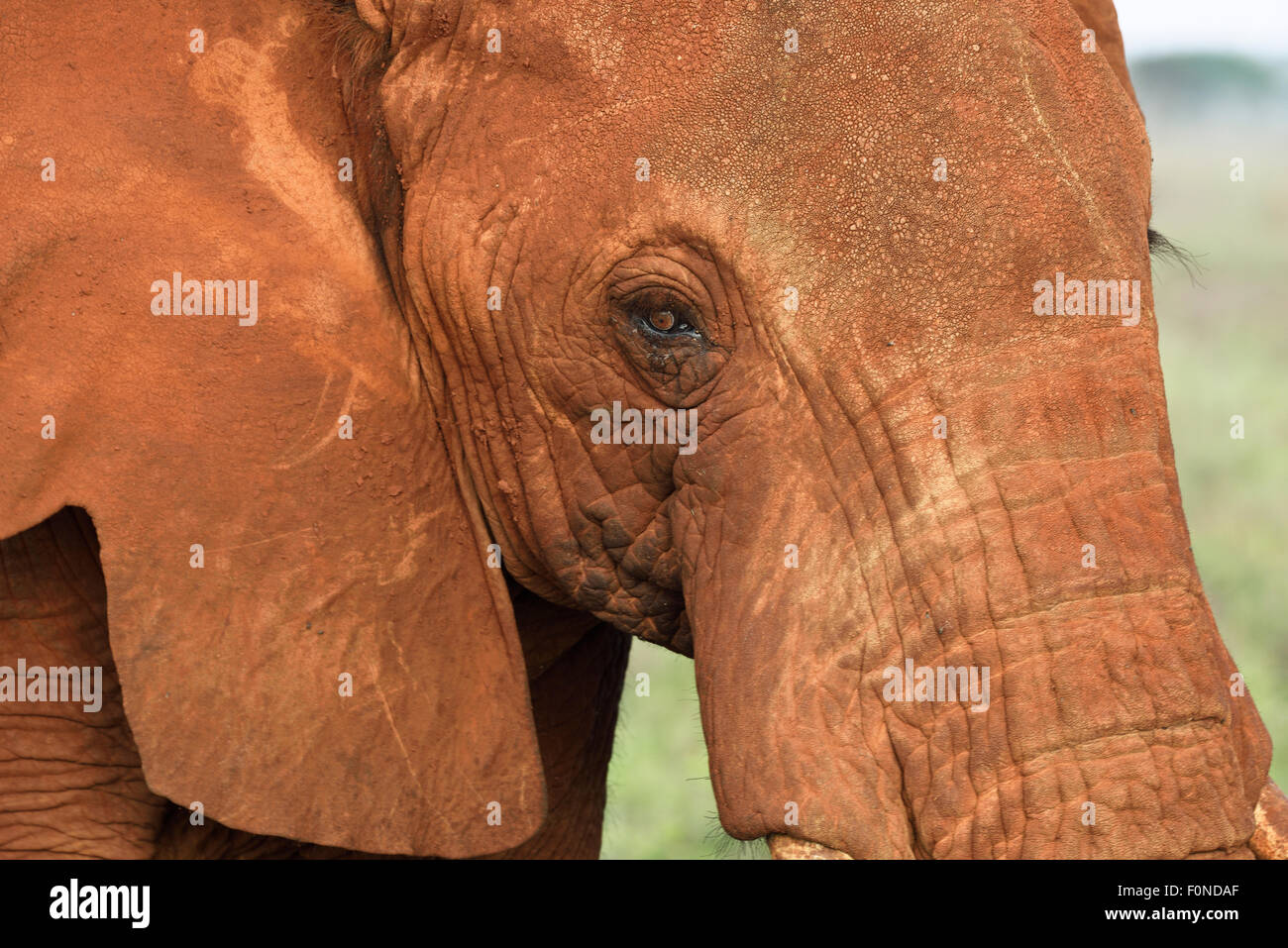 L'éléphant africain (Loxodonta africana), coloré par la poussière rouge, portrait, Parc National d'Amboseli, Kenya Banque D'Images