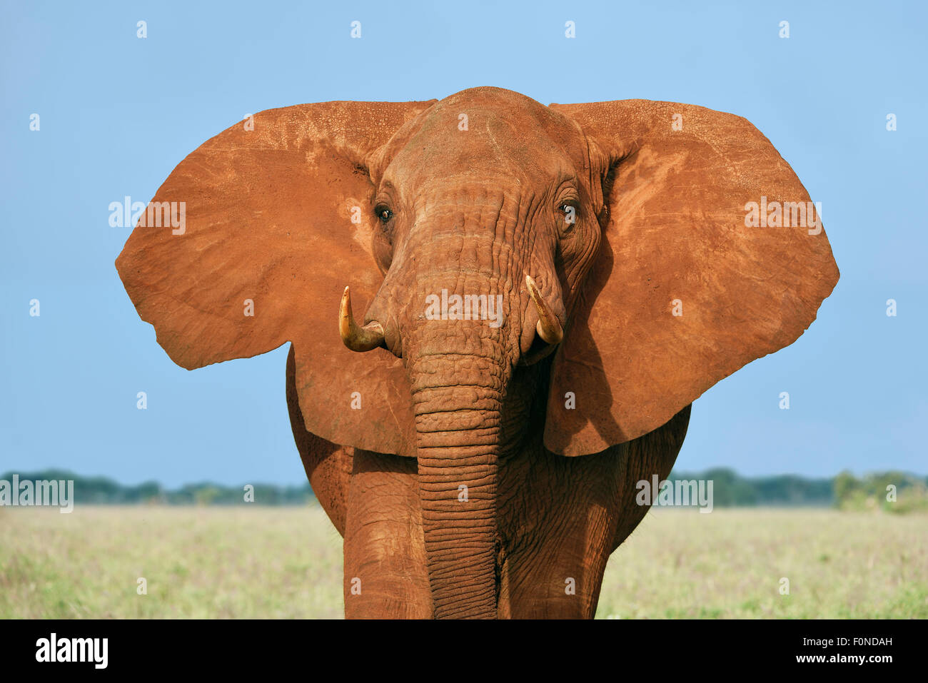 L'éléphant africain (Loxodonta africana), coloré par la poussière rouge, portrait, Parc National d'Amboseli, Kenya Banque D'Images