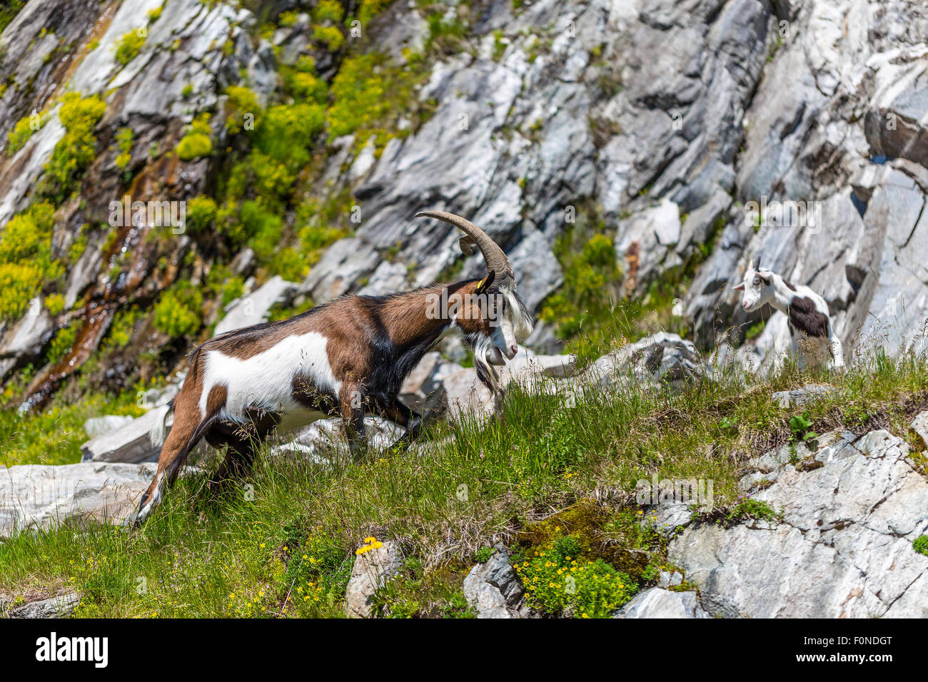 Une chèvre des alpes sur les rochers Banque D'Images