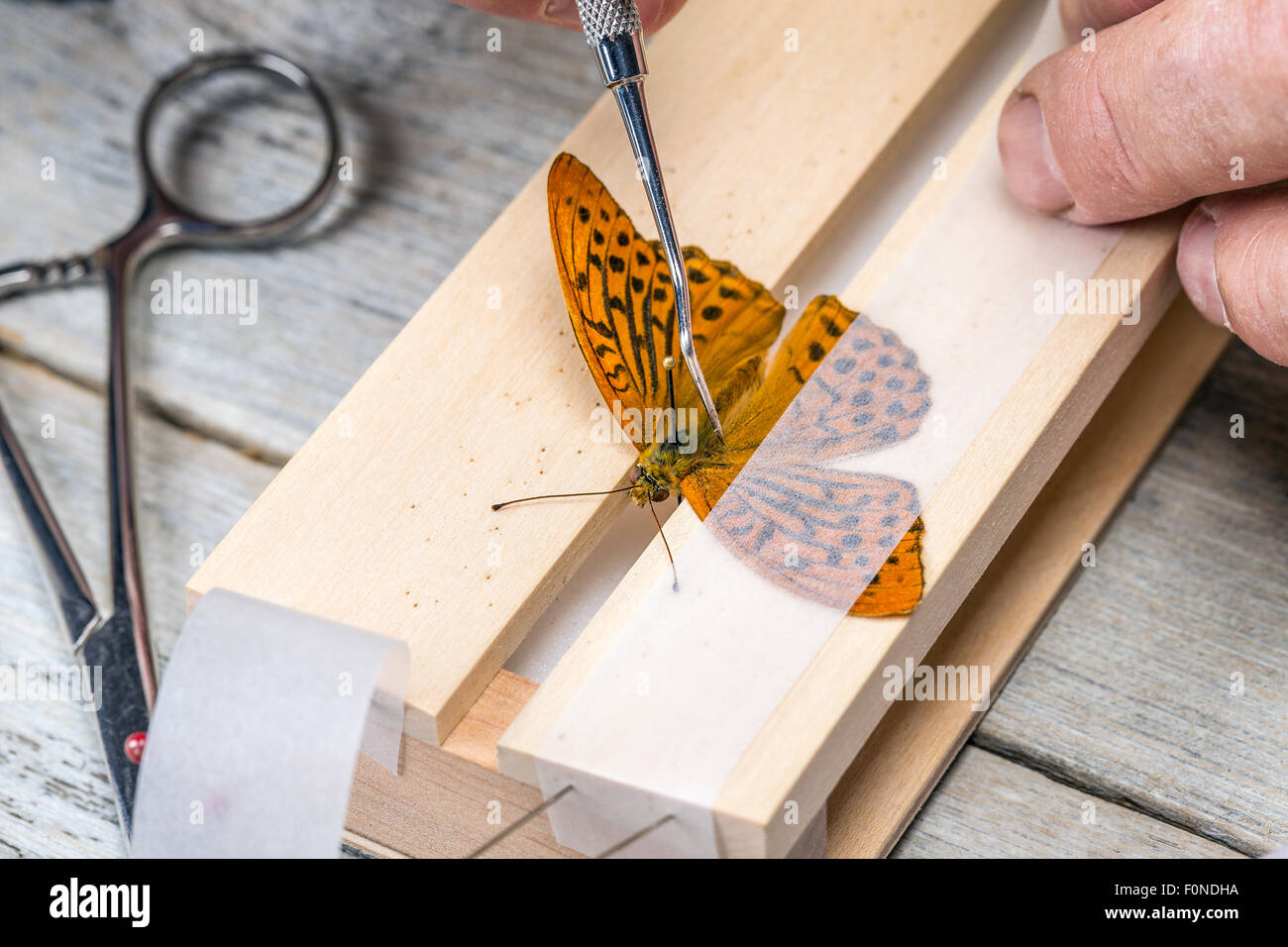 Homme répandre les ailes de papillon avec une bande de papier cristal Banque D'Images