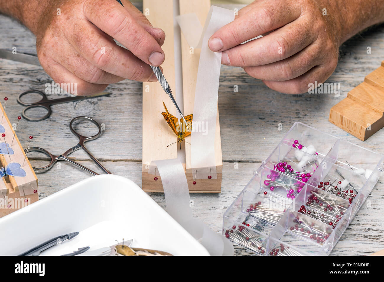 L'homme de diffuser un papillon sur un papillon d'épandage Banque D'Images