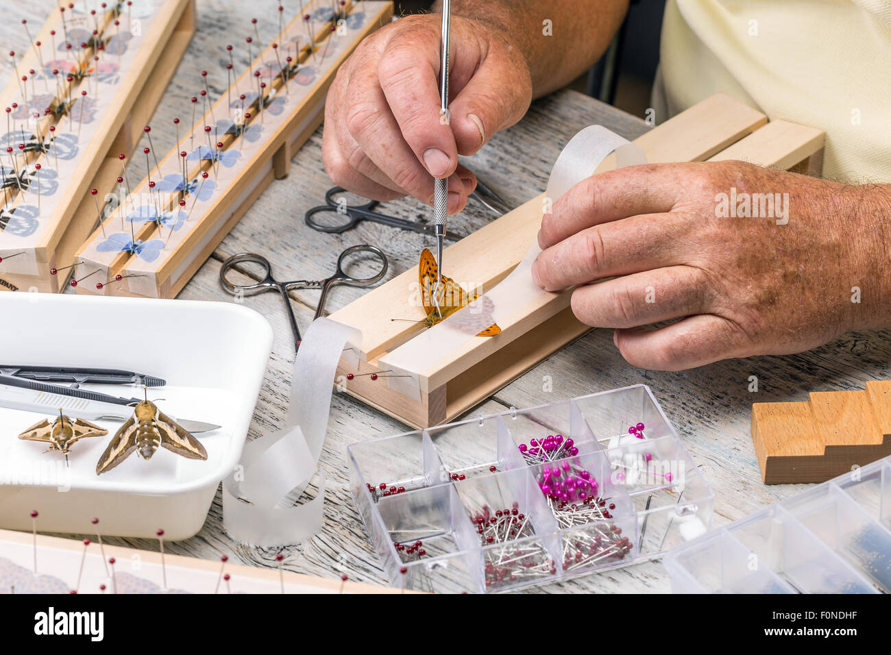 L'homme de diffuser un papillon sur un papillon d'épandage Banque D'Images