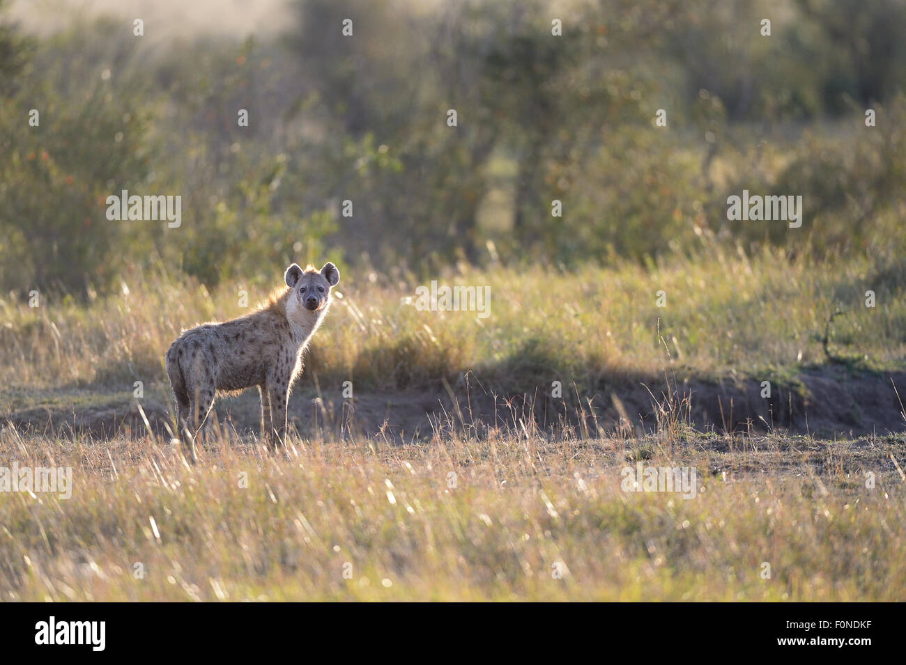 L'hyène tachetée, rire, l'hyène (Crocuta crocuta), dans la matinée, rétroéclairé, Maasai Mara National Reserve, Kenya Banque D'Images