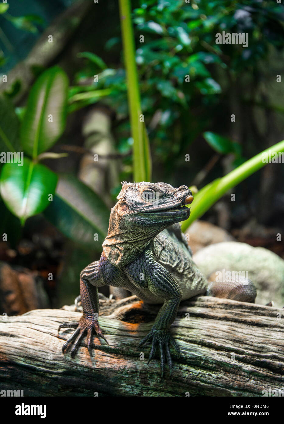 Iguane rhinocéros (Cyclura cornuta) sur un tronc d'arbre, répandue en Hispaniola, captive Banque D'Images